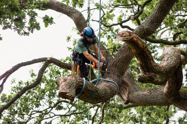 Best Tree Disease Treatment  in Glendale, OH